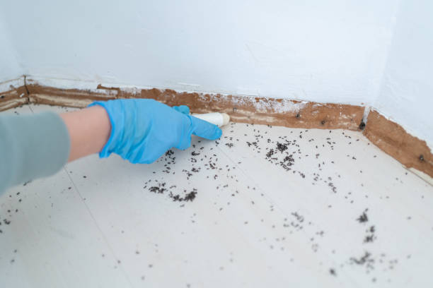 Best Pest Prevention Services  in South Farmingdale, NY